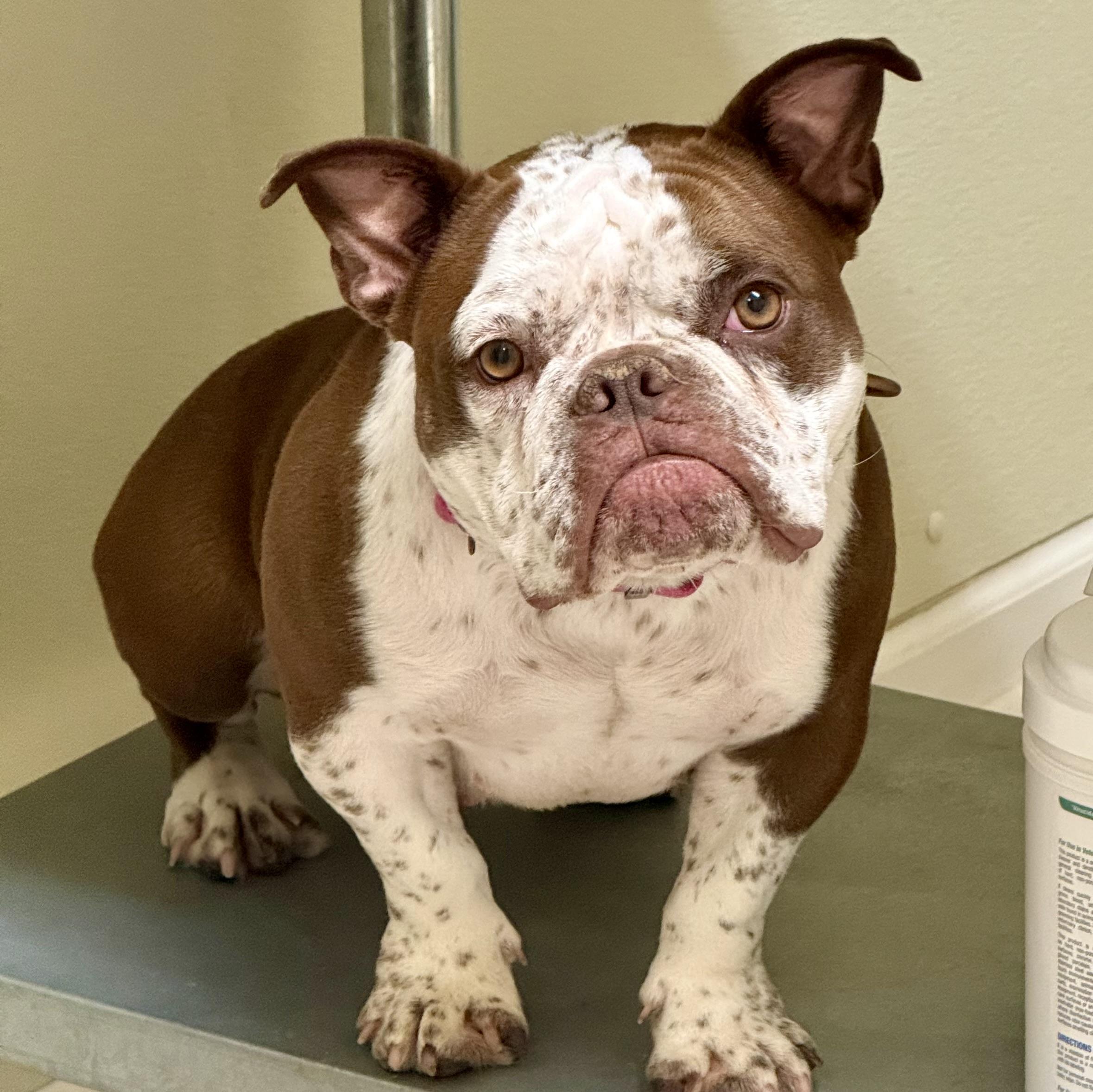 Enlarge Fannie, a Adopted Bulldog in Gallatin, TN image 3/3