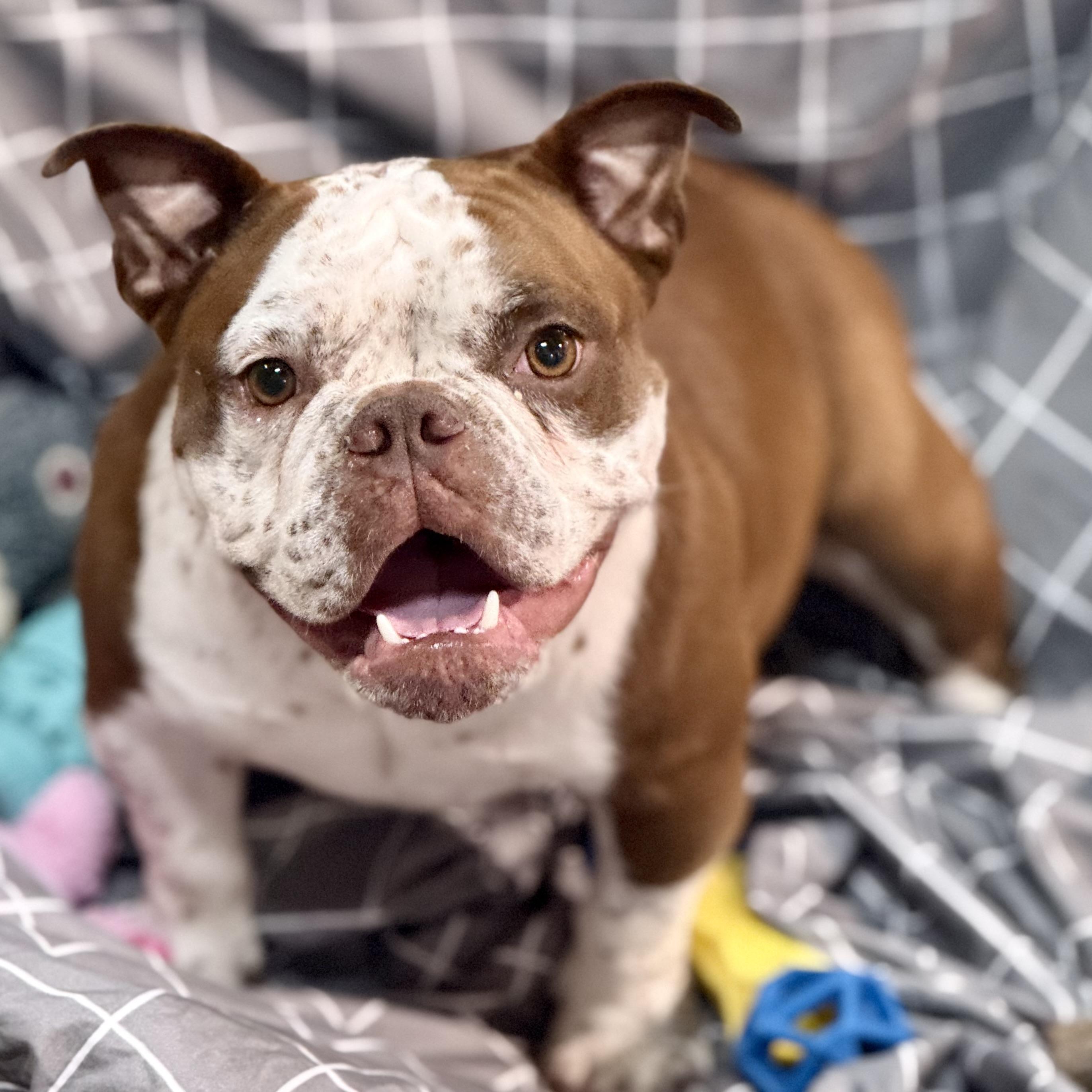Enlarge Fannie, a Adopted Bulldog in Gallatin, TN image 2/3