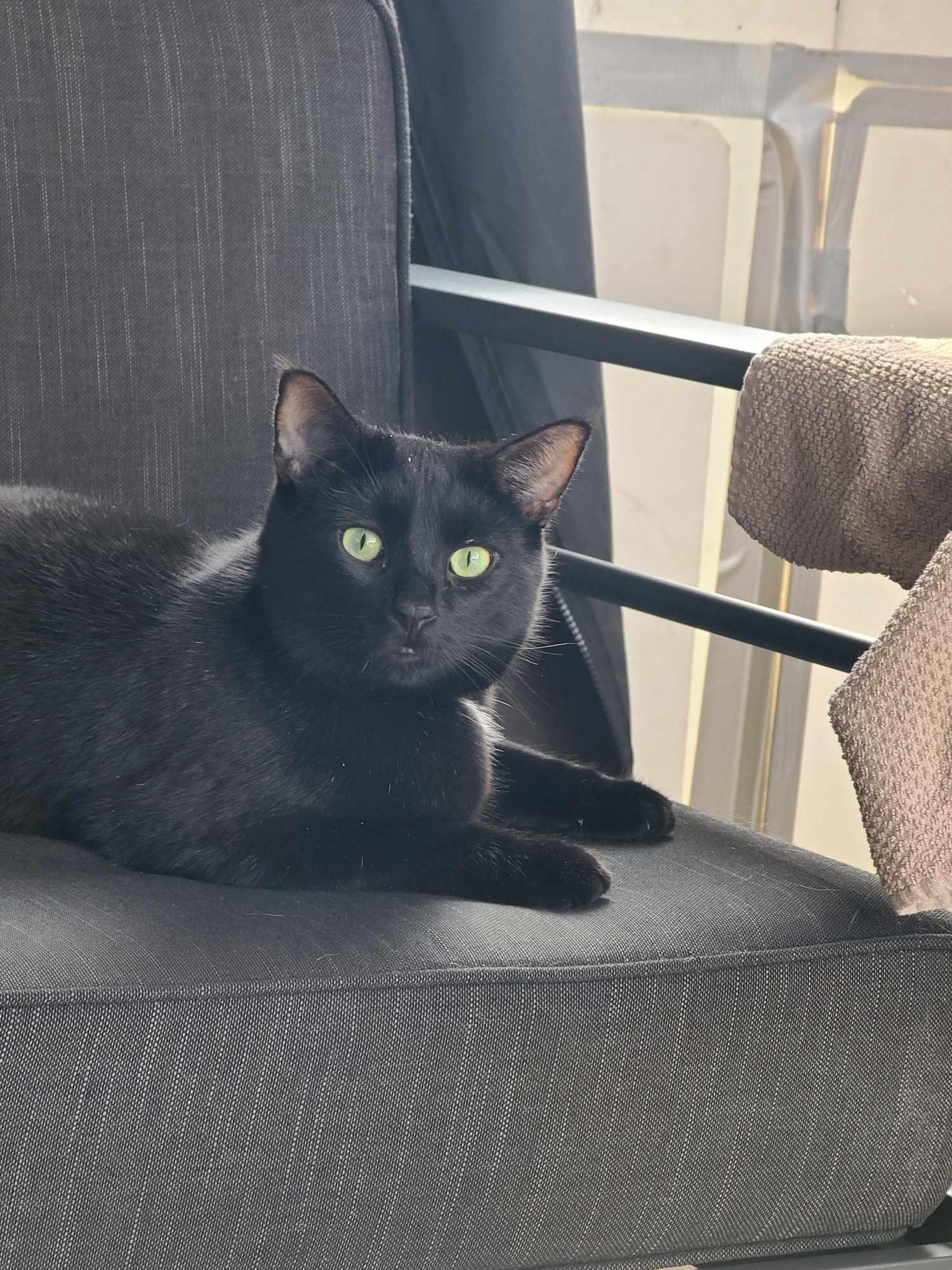 Enlarge Tux, a Adoptable mixed breed in Milford, MI image 1/2