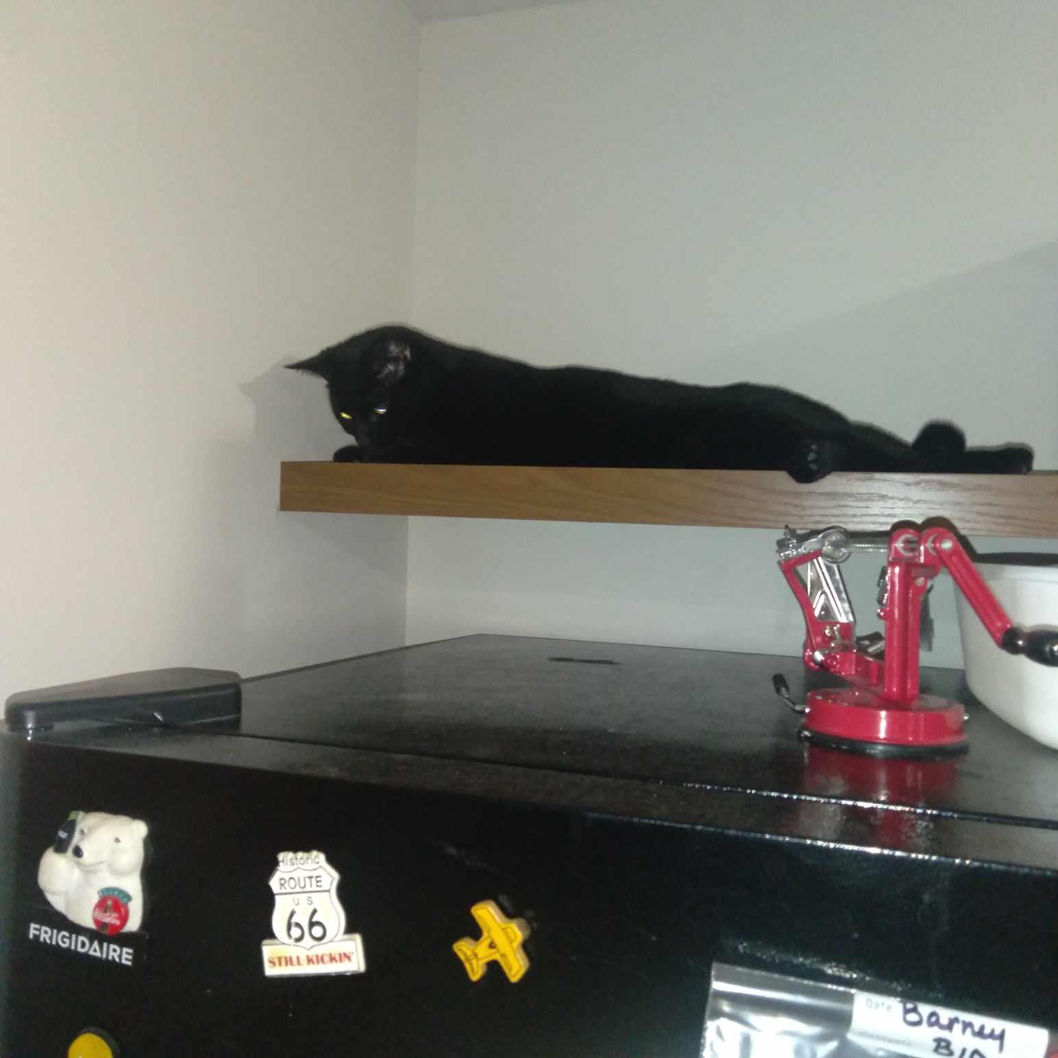 Tux photo 2