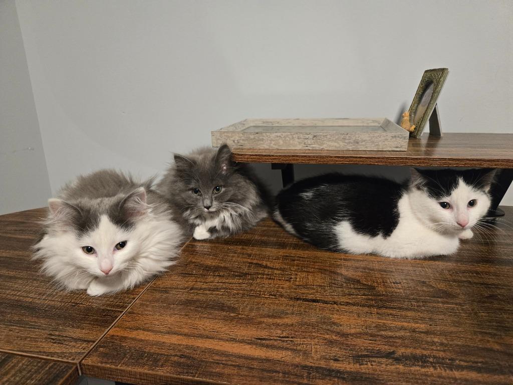 Xander Harris, Adopted, Kitten Male Domestic Short Hair.