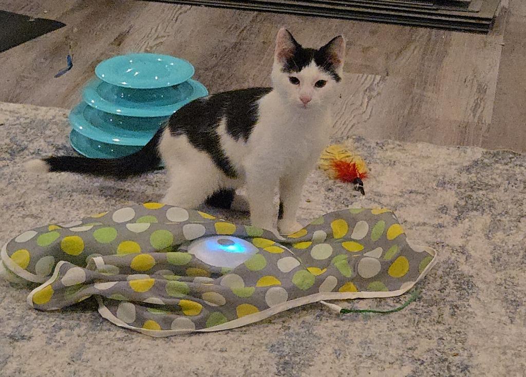 Enlarge Xander Harris, a Adopted mixed breed in Parkville, MD image 2/3