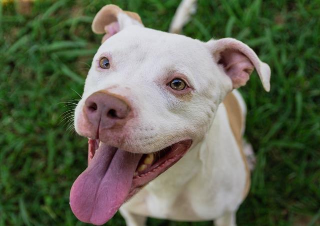 Enlarge TUNA, a Adoptable Pit Bull Terrier in Norfolk, VA image 1/1