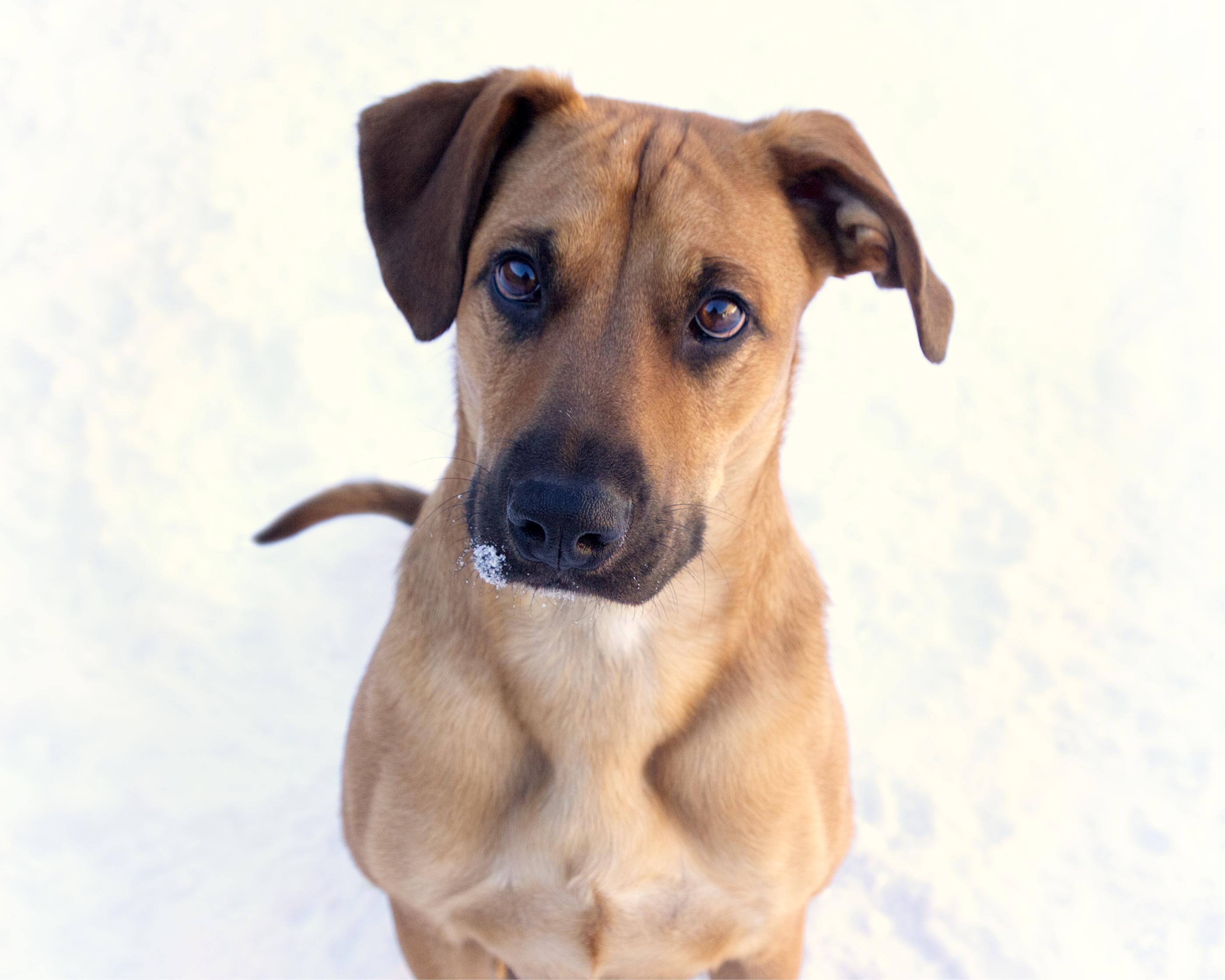 Mikel, ADOPTABLE, Adult Male Labrador Retriever.