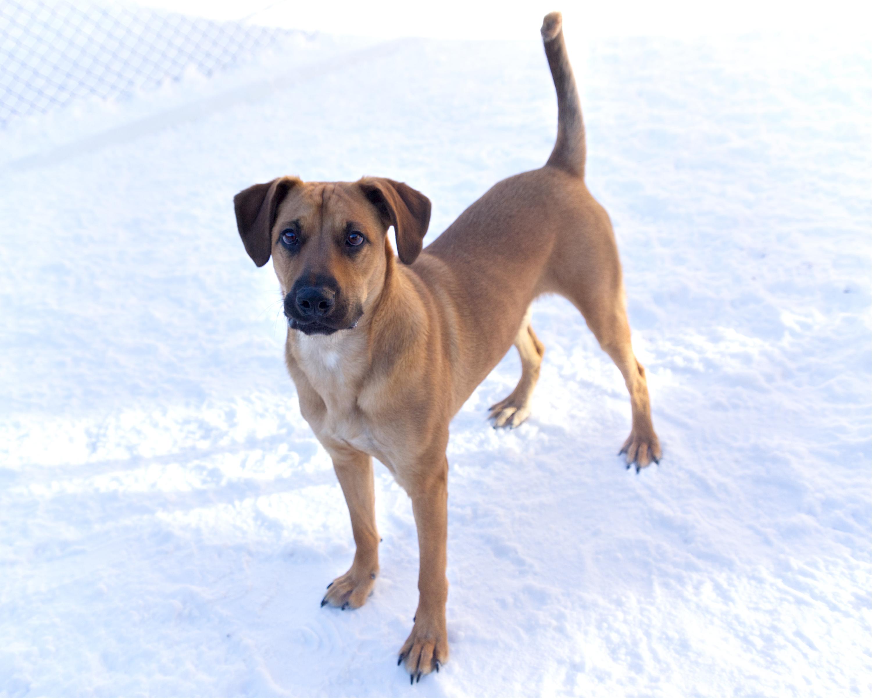 Enlarge Mikel, a ADOPTABLE mixed breed in Winnipeg, MB image 2/3