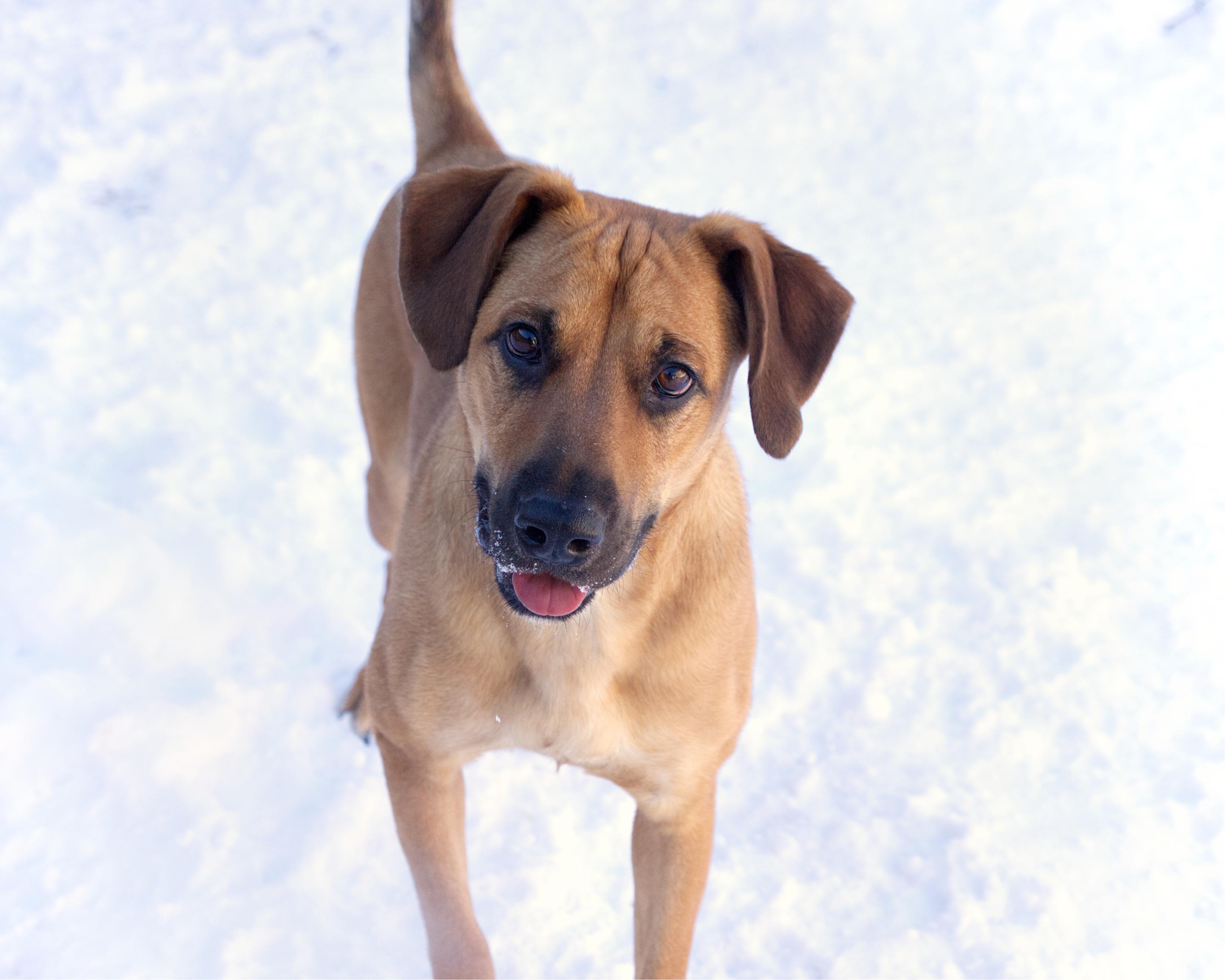 Enlarge Mikel, a ADOPTABLE mixed breed in Winnipeg, MB image 3/3