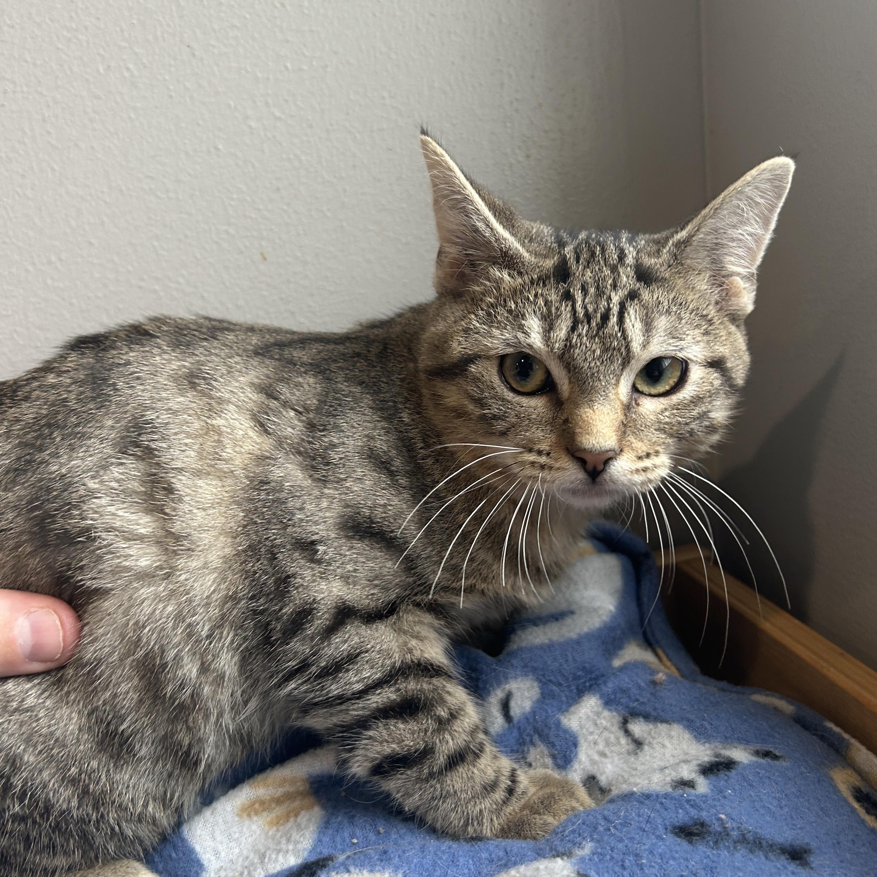 Duncan, Adoptable, Kitten Male Domestic Short Hair.