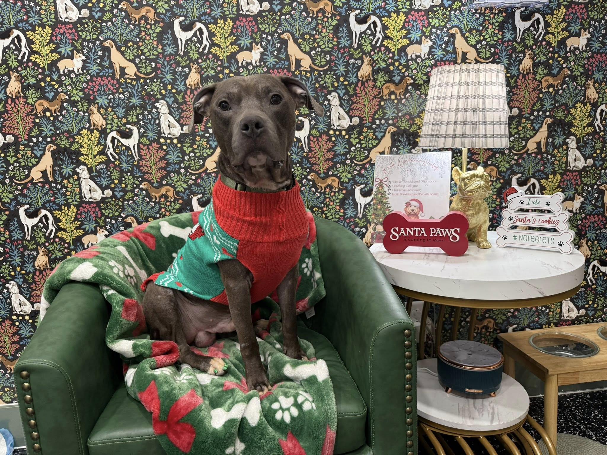 Foster, Adoptable, Young Male Pit Bull Terrier.