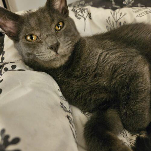 Dorian Grey, Adoptable, Kitten Male Domestic Medium Hair.