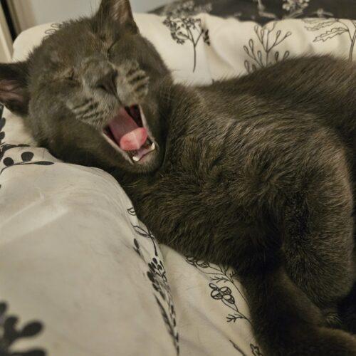 Enlarge Dorian Grey, a Adoptable Domestic Medium Hair in Gilbert, AZ image 2/2