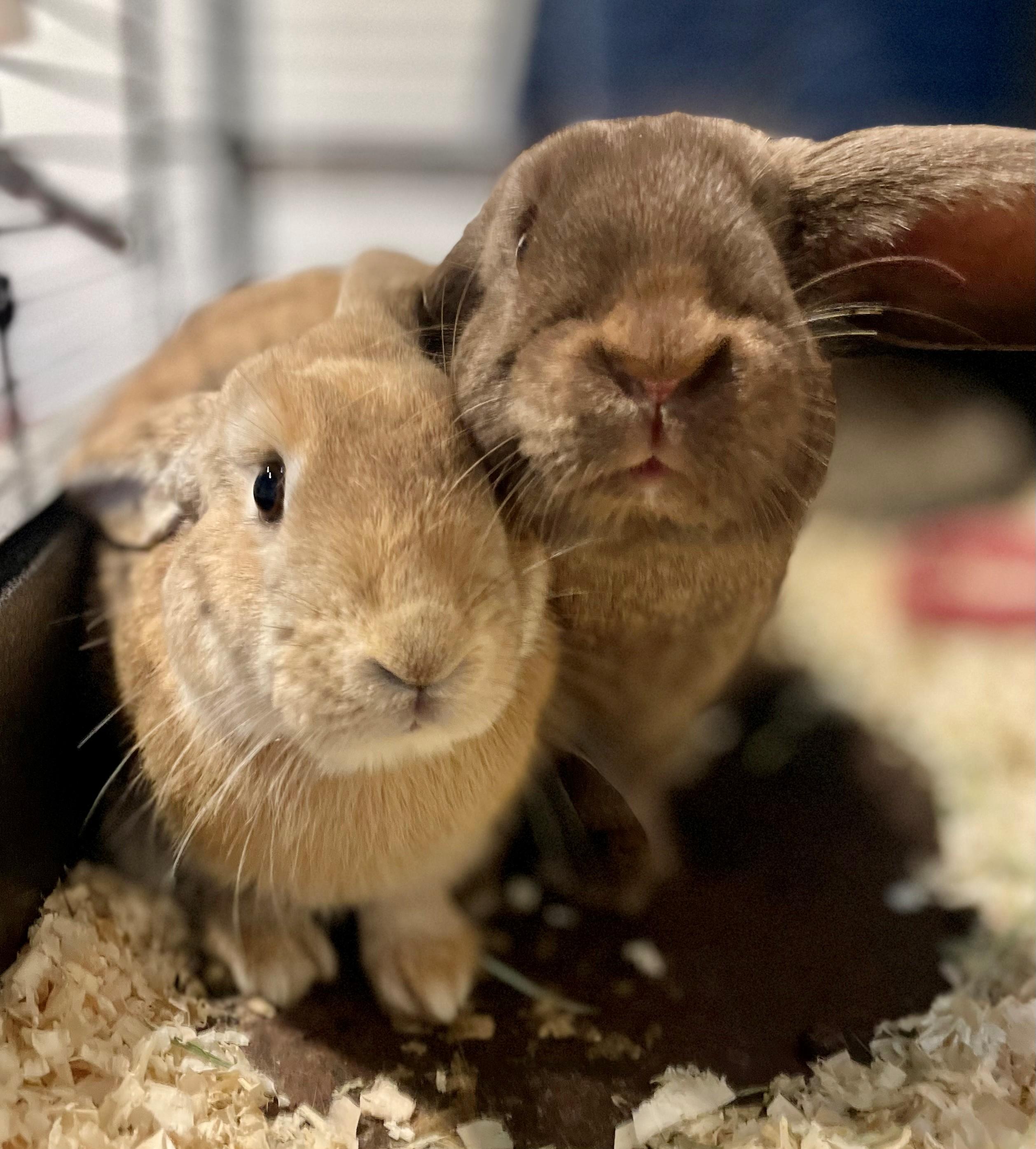 Enlarge Sir Toby Belch, a Adoptable Lop Eared in Hamilton, ON image 2/2