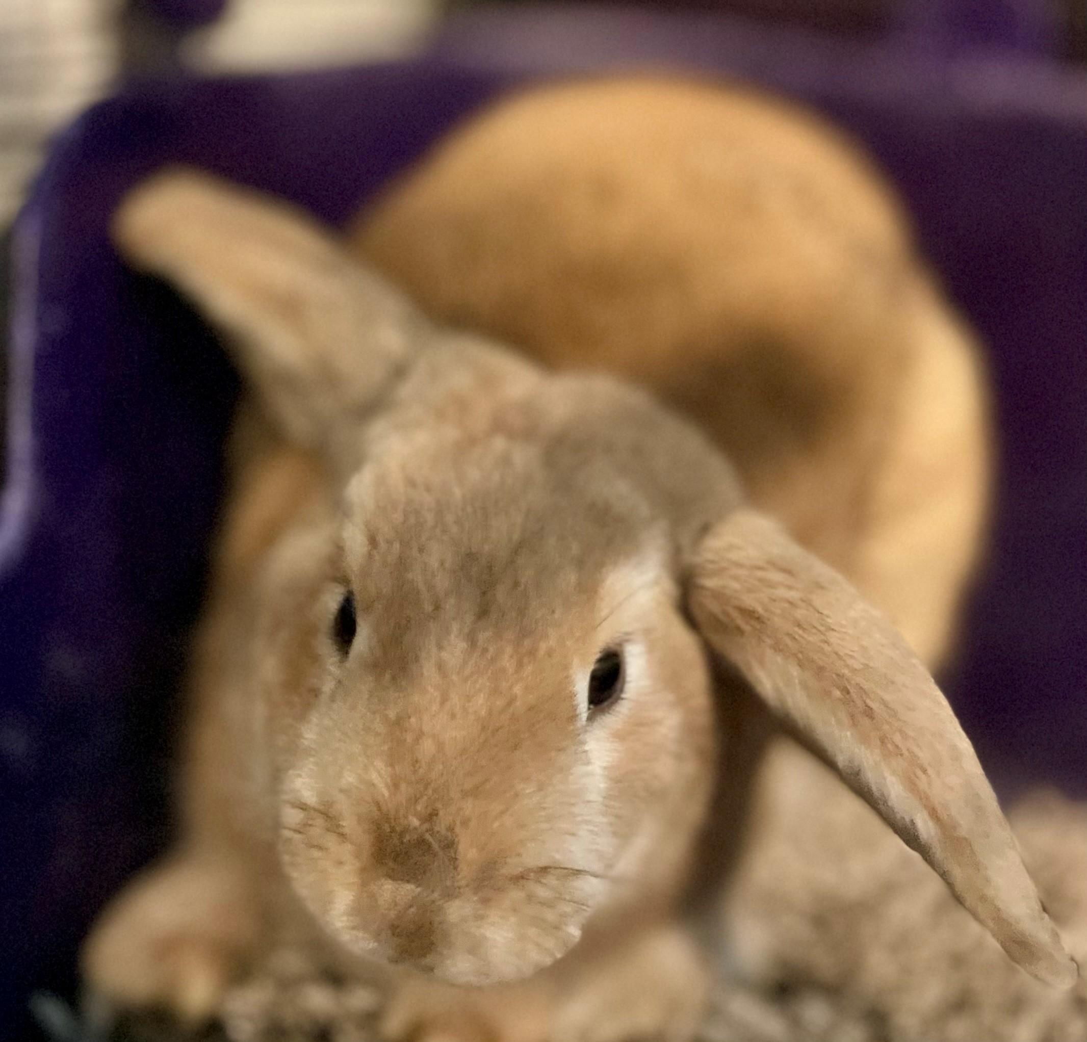Sir Toby Belch, Adoptable, Young Male Lop Eared.