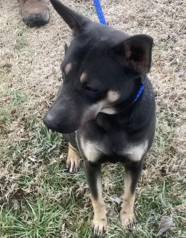 Enlarge Molly, a ADOPTABLE mixed breed in Pottstown, PA image 3/3