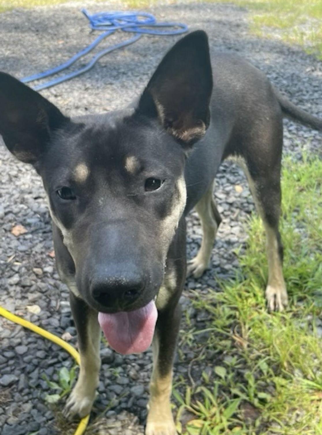 Enlarge Molly, a ADOPTABLE mixed breed in Pottstown, PA image 1/3