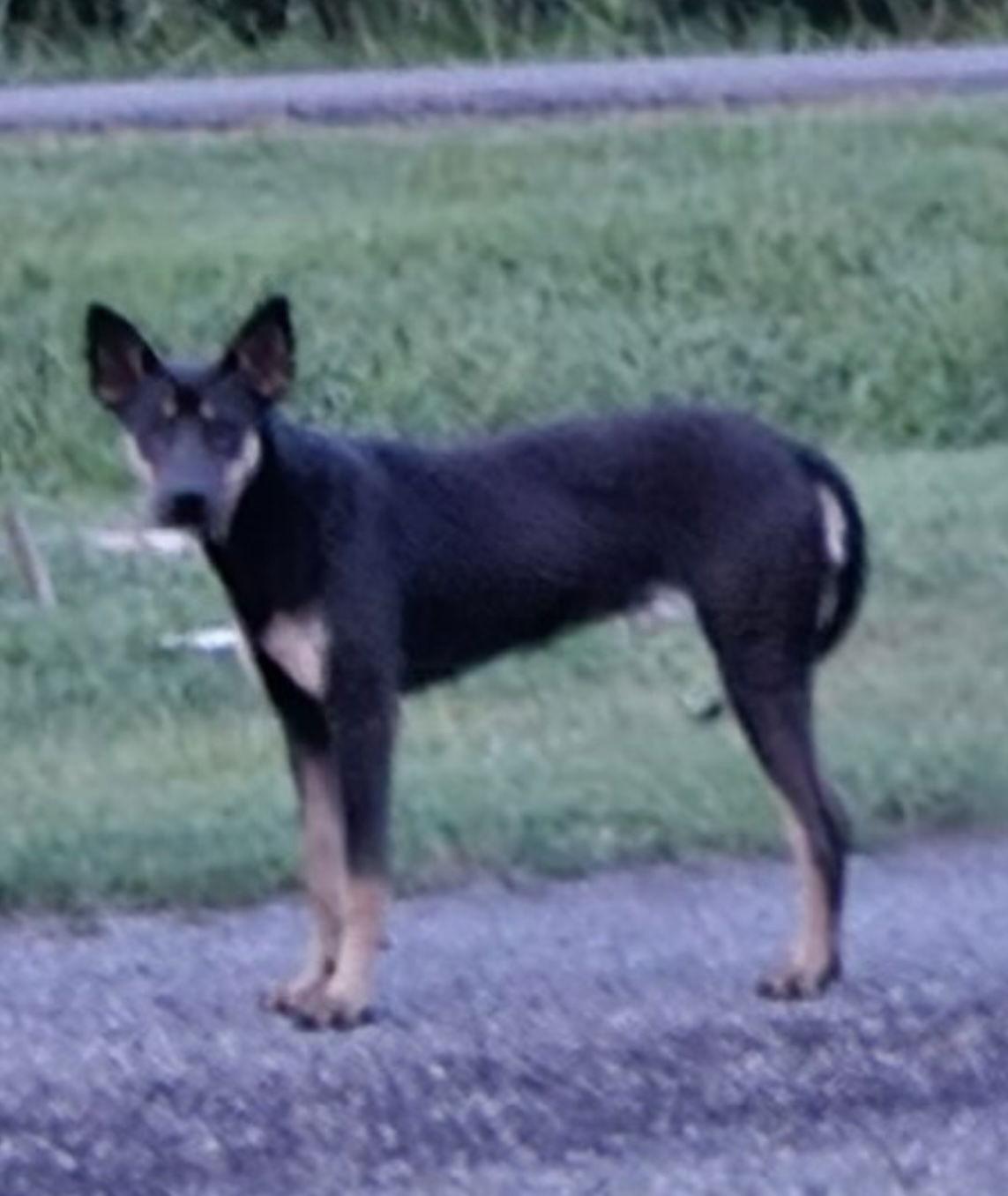 Enlarge Molly, a ADOPTABLE mixed breed in Pottstown, PA image 2/3