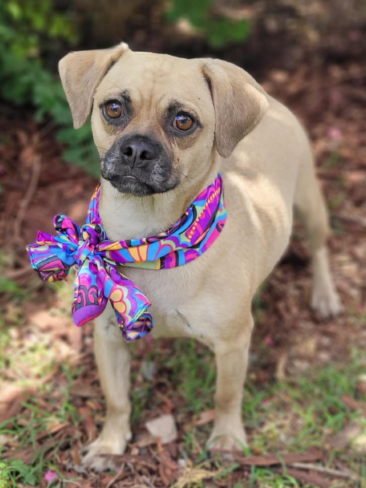 Gypsy, an adoptable Puggle in Vernon, TX, 76384 | Photo Image 1