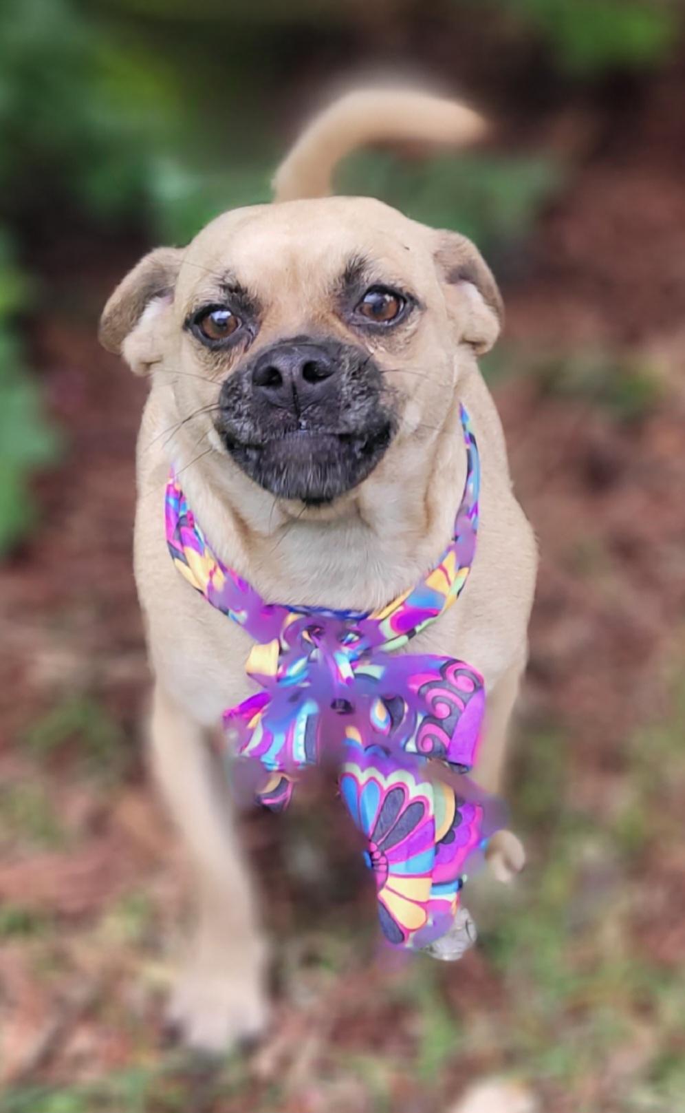 Gypsy, an adoptable Puggle in Vernon, TX, 76384 | Photo Image 2