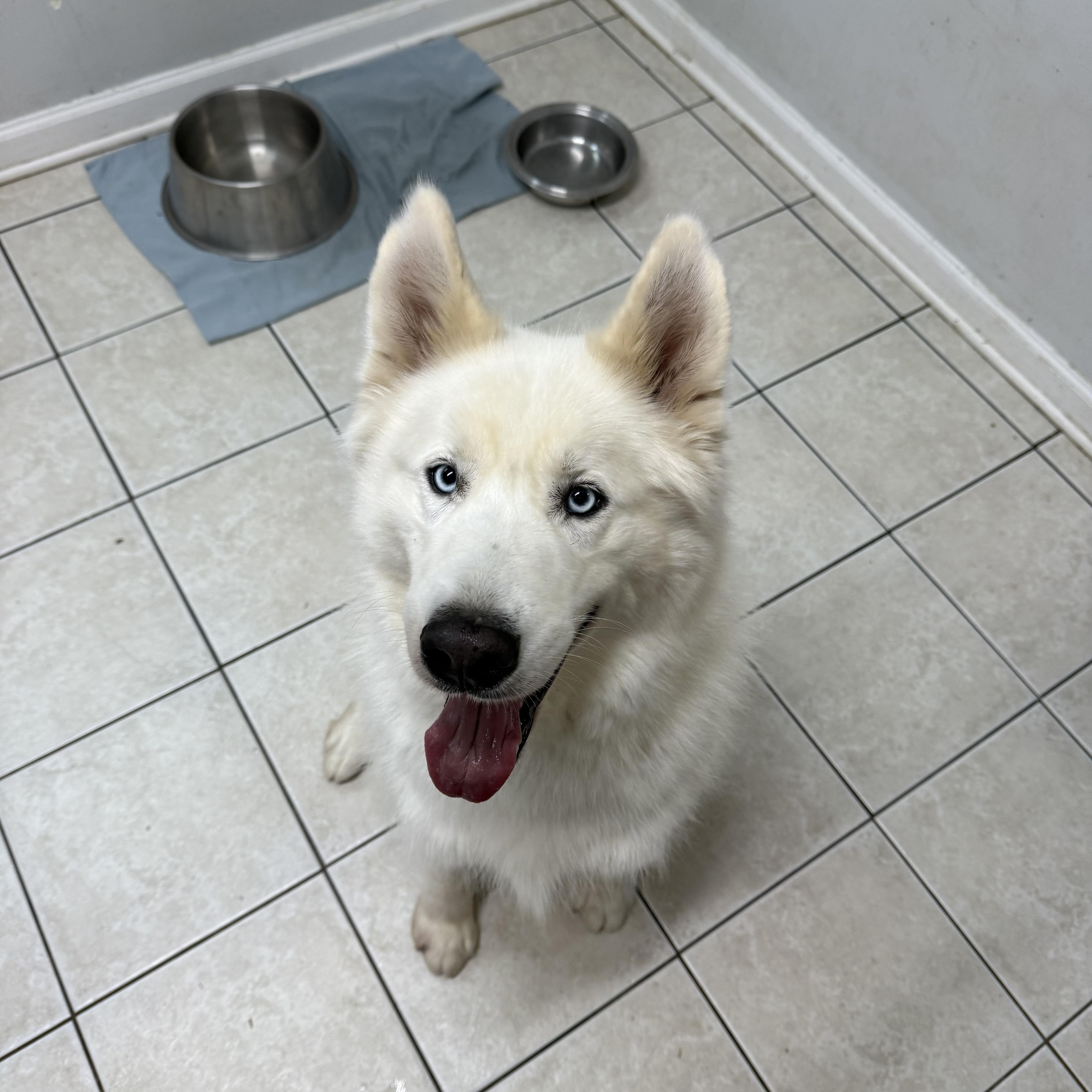 Winter, Adoptable, Adult Male Husky.