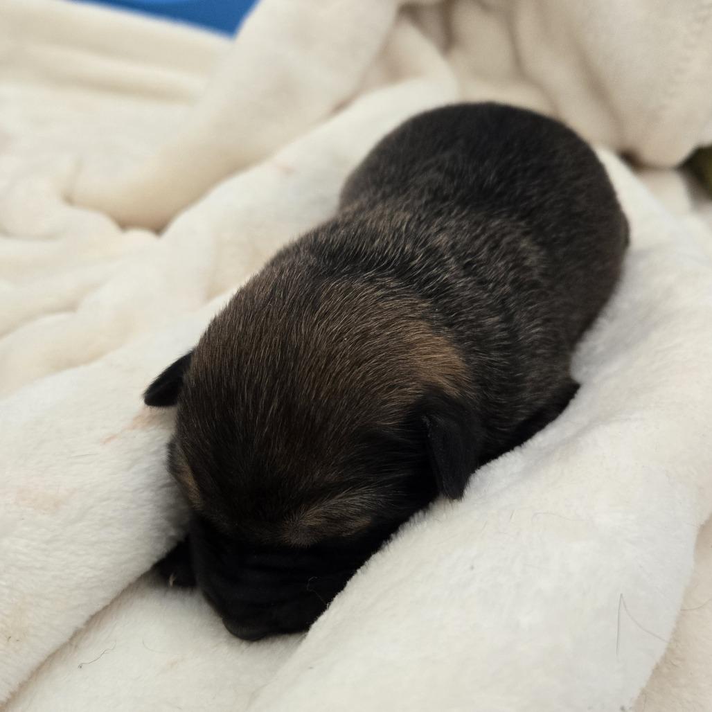 Clover 26-022, Adoptable, Puppy Female Labrador Retriever.