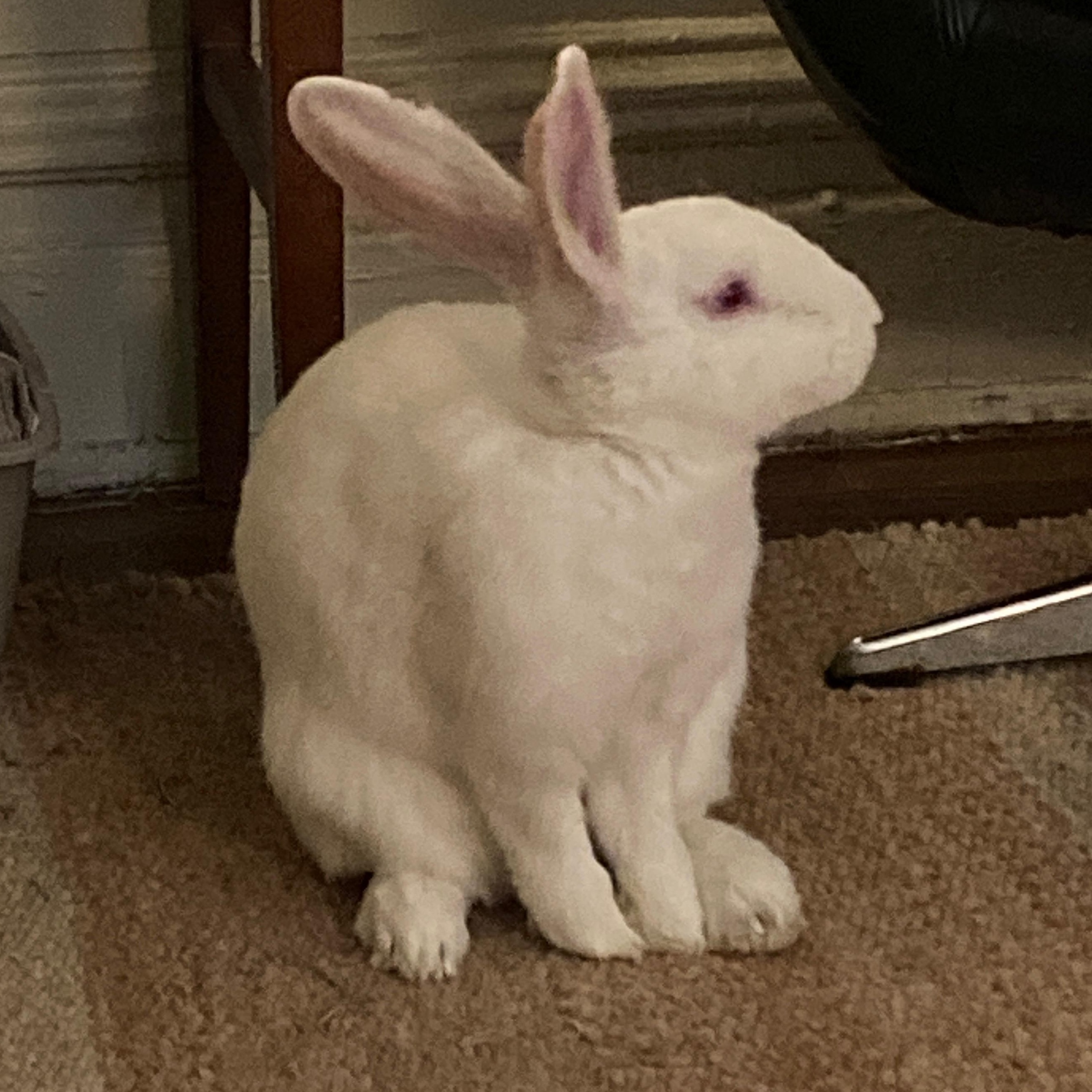 Flora, a Adoptable New Zealand in New York, NY image 1/5