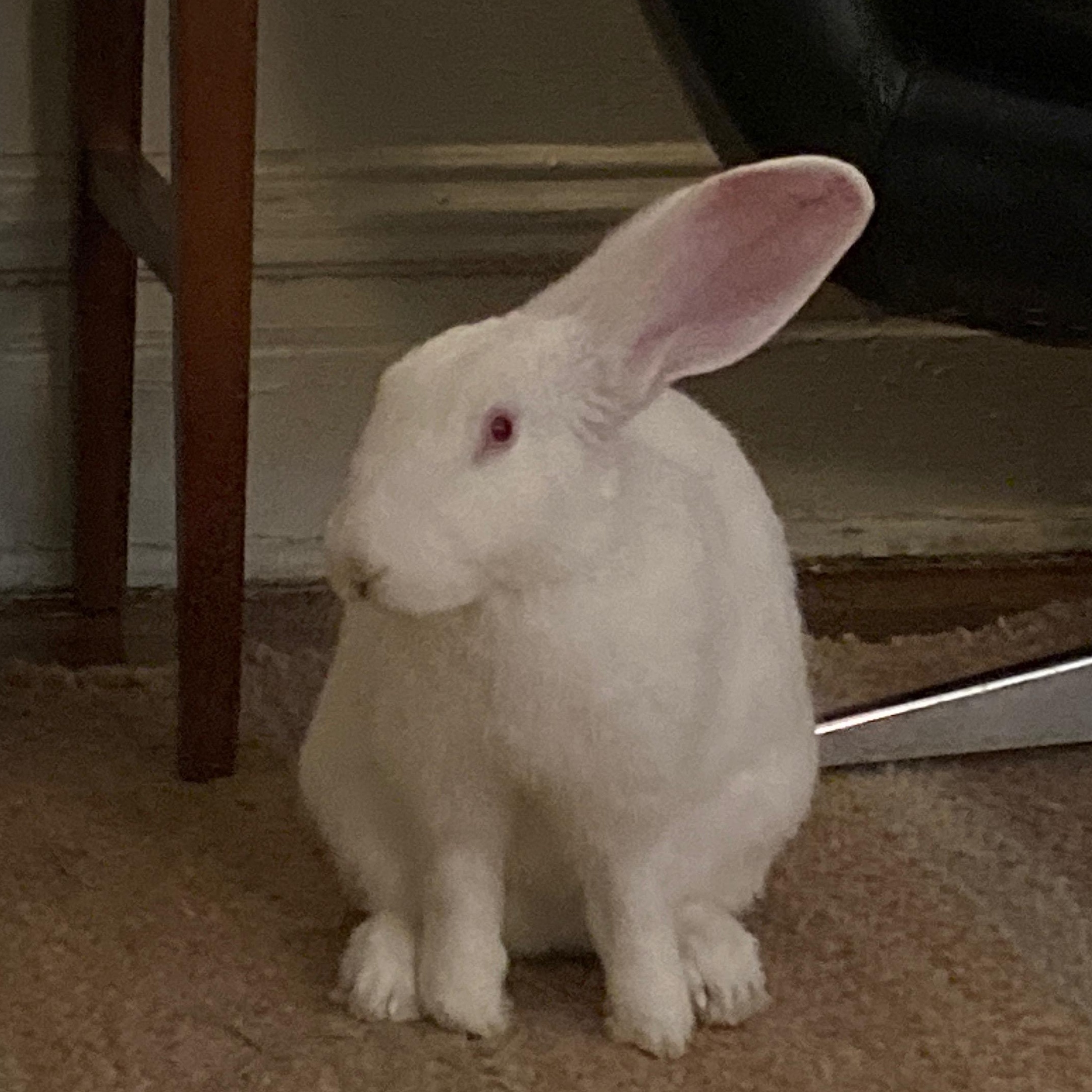 Flora, a Adoptable New Zealand in New York, NY image 2/5