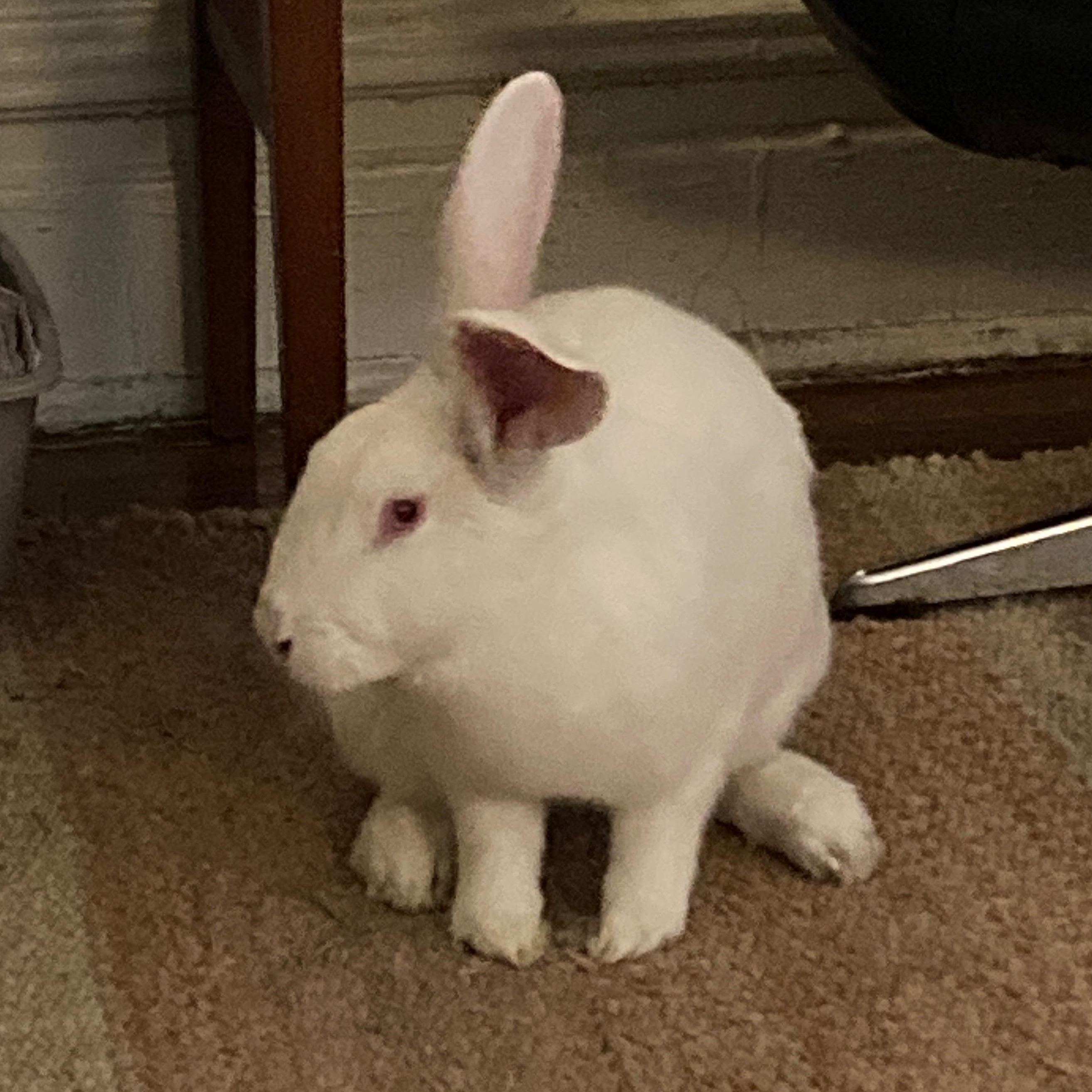 Flora, a Adoptable New Zealand in New York, NY image 3/5