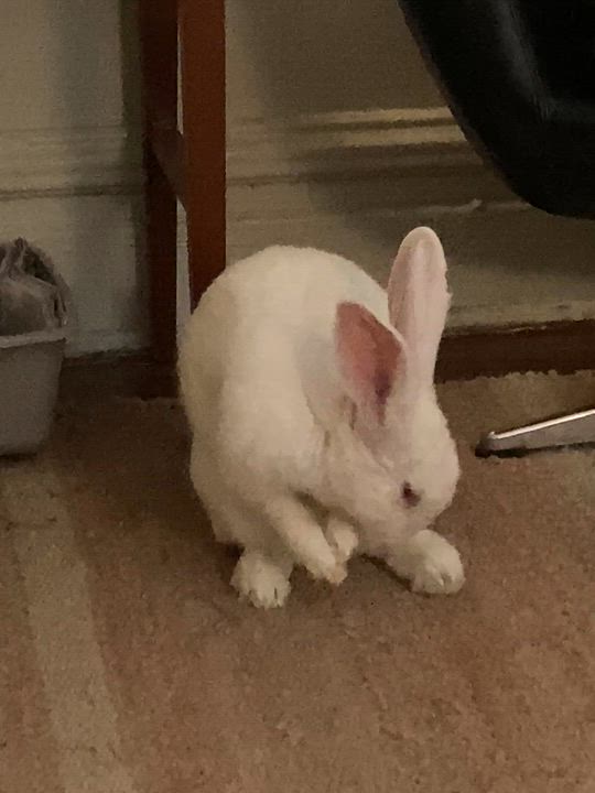 Enlarge Flora, a Adoptable New Zealand in New York, NY video 5/5