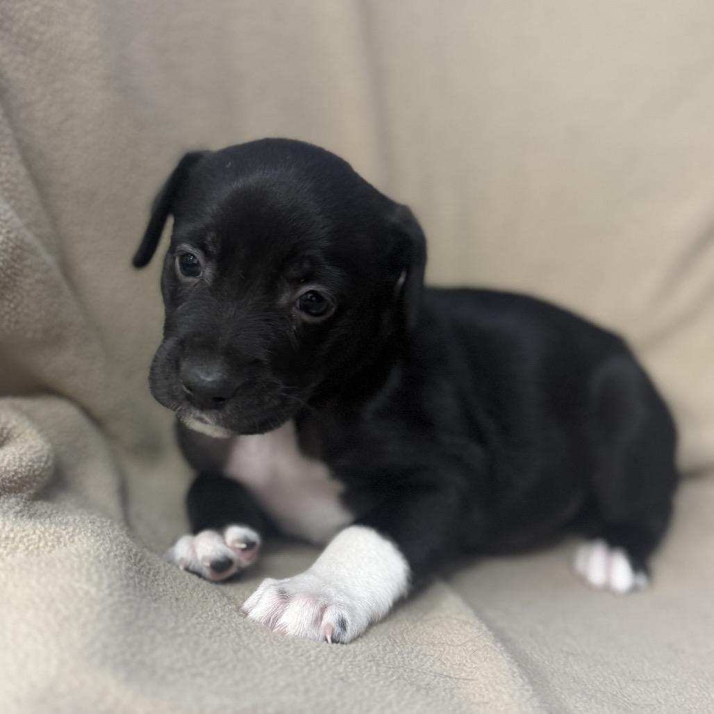 Orbit — thumbnail 2