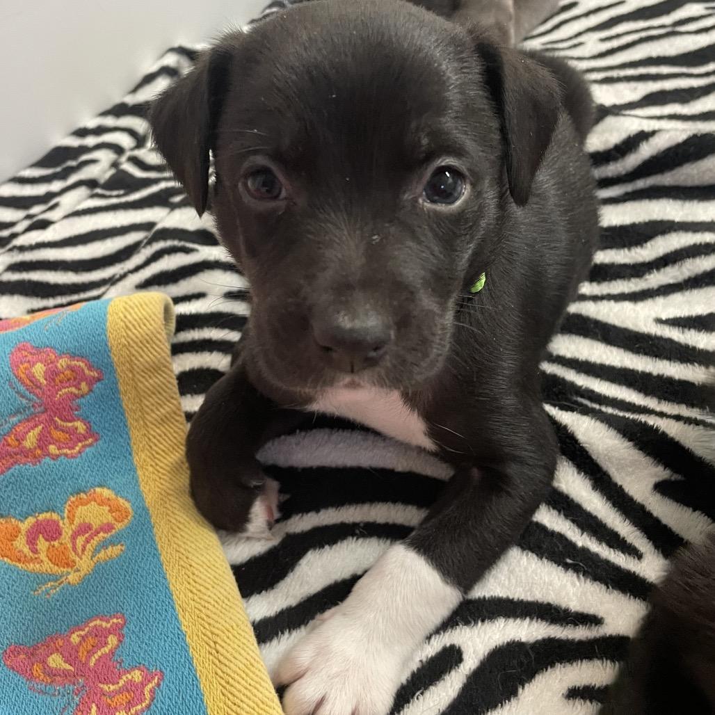 Orbit — thumbnail 3