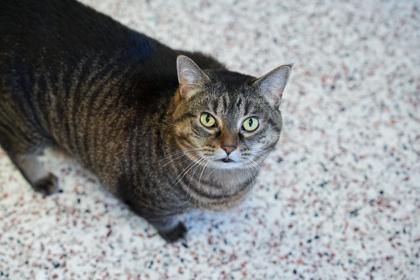 Princess, Adoptable, Adult Female Domestic Short Hair & Domestic Short Hair.