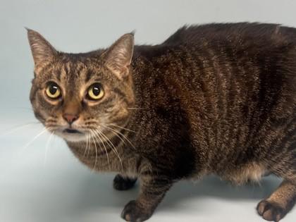 Princess, a Adoptable mixed breed in Golden Valley, MN image 2/2