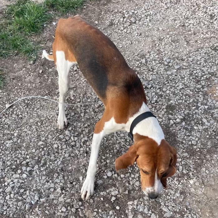 Enlarge Buster, a Adoptable Treeing Walker Coonhound in Pittsburg, KS image 1/5