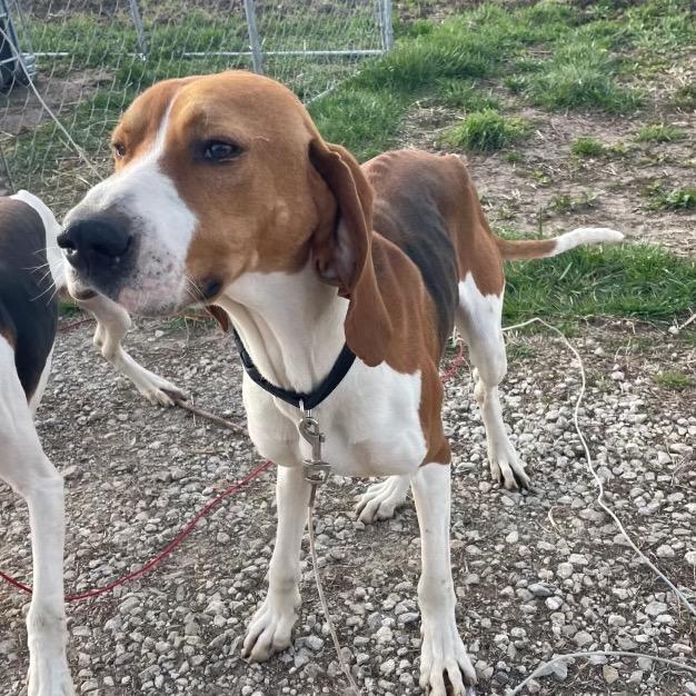 Enlarge Buster, a Adoptable Treeing Walker Coonhound in Pittsburg, KS image 2/5