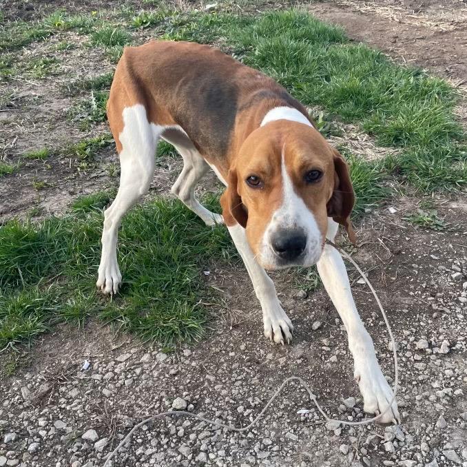 Enlarge Buster, a Adoptable Treeing Walker Coonhound in Pittsburg, KS image 3/5