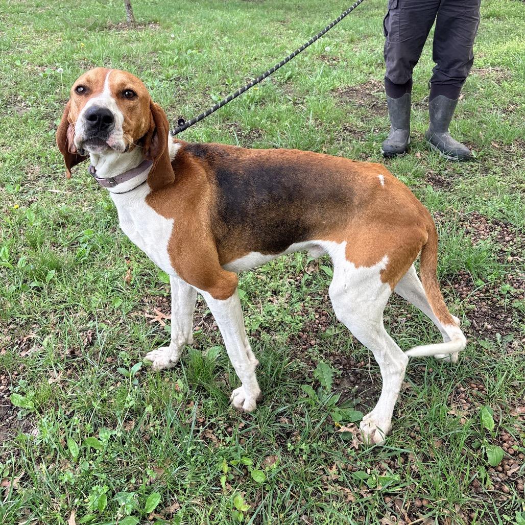 Enlarge Buster, a Adoptable Treeing Walker Coonhound in Pittsburg, KS image 4/5