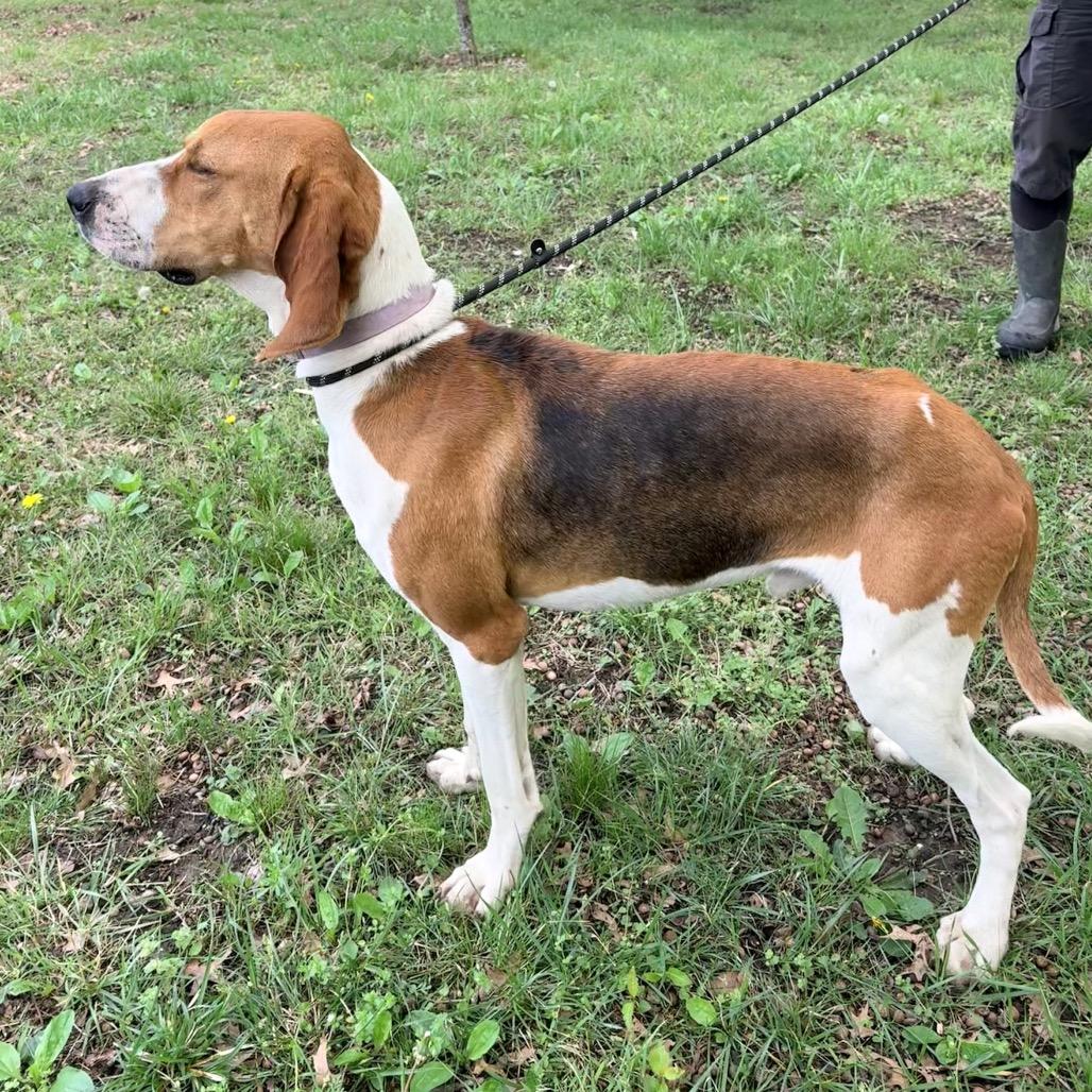 Enlarge Buster, a Adoptable Treeing Walker Coonhound in Pittsburg, KS image 5/5
