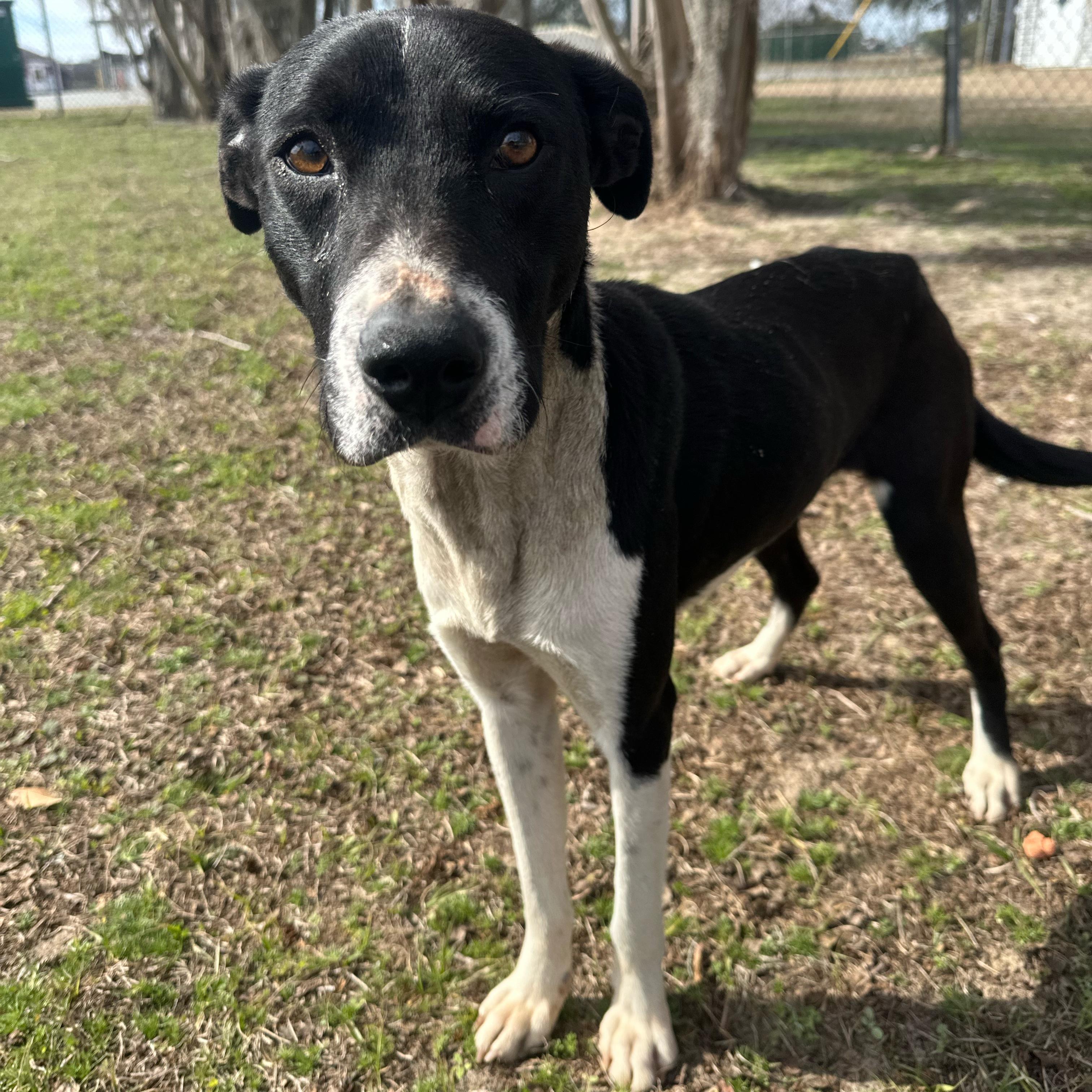 Webber, ADOPTABLE, Young Male Pit Bull Terrier.
