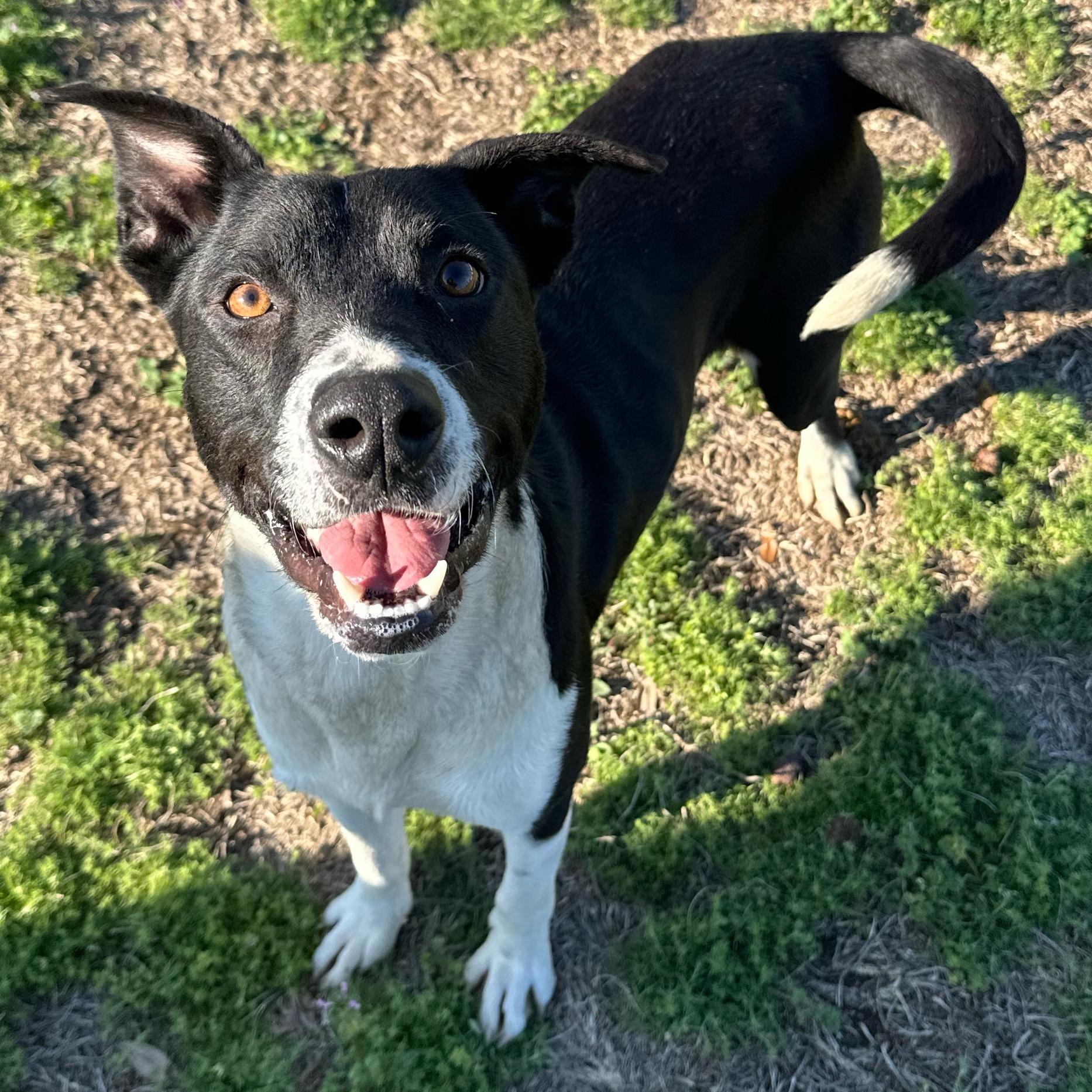 Webber, ADOPTABLE, Young Male Pit Bull Terrier.