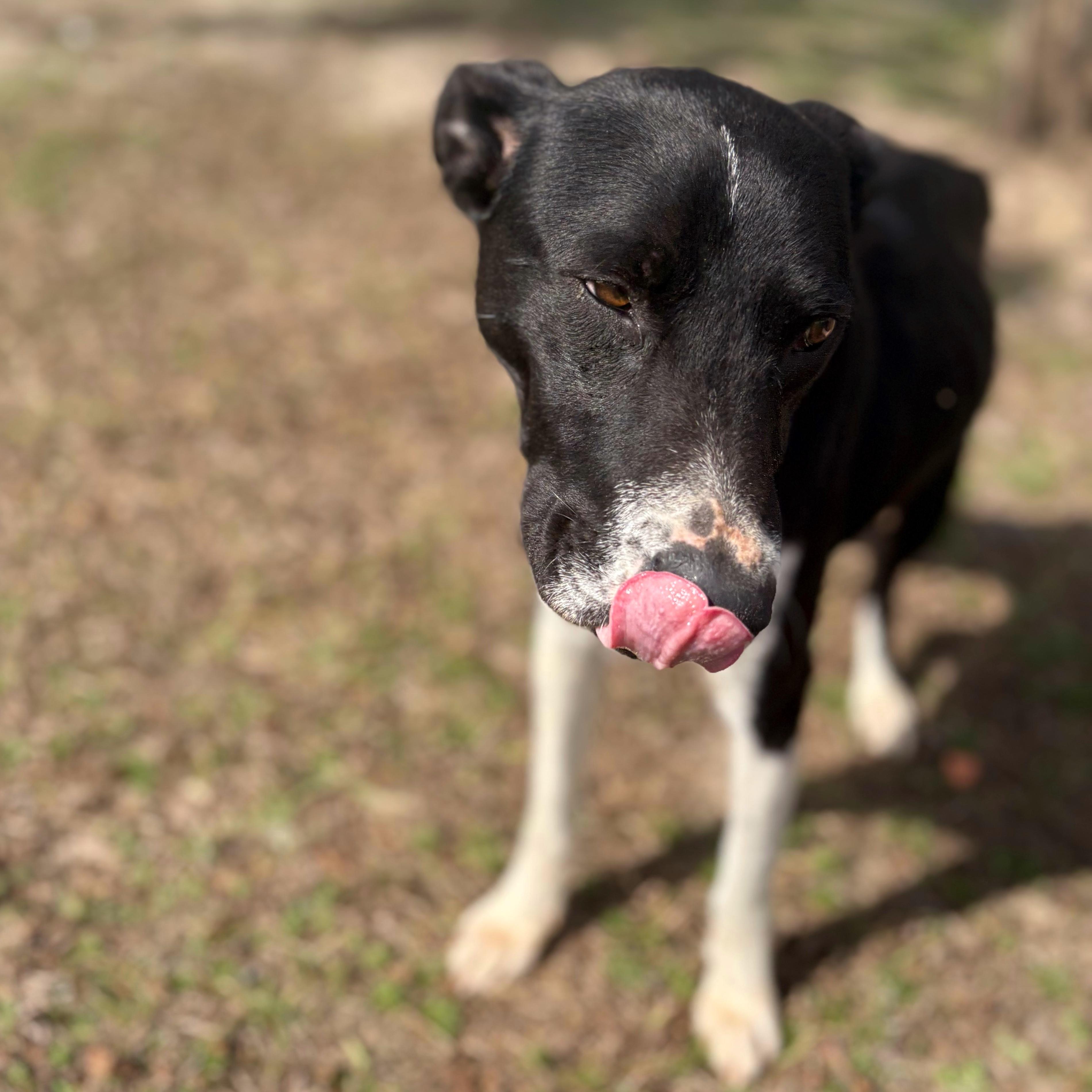 Webber, a ADOPTABLE mixed breed in Valdosta, GA image 2/2