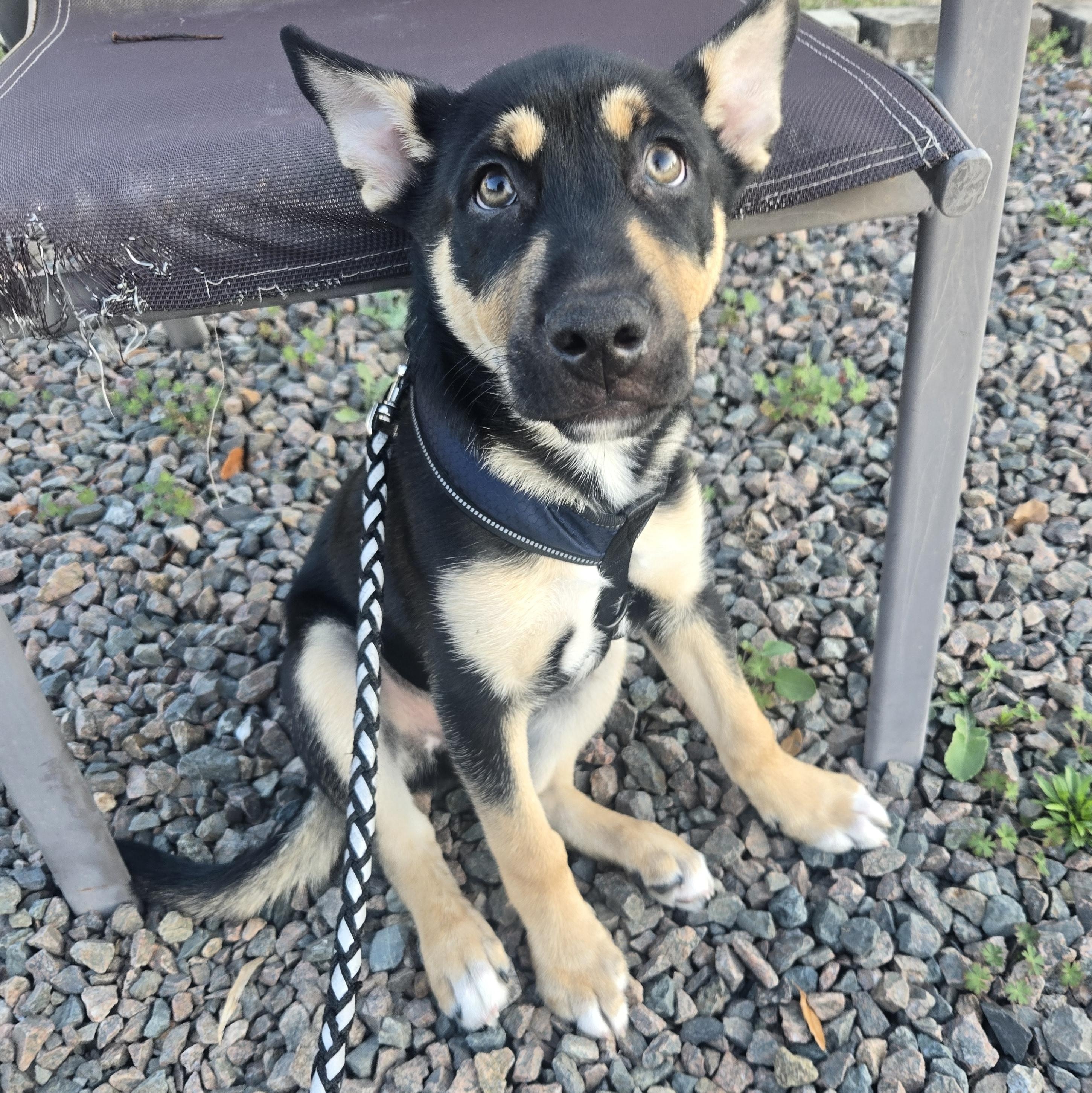 Enlarge Puppy, an adopted mixed breed in Orlando, FL image 4/6