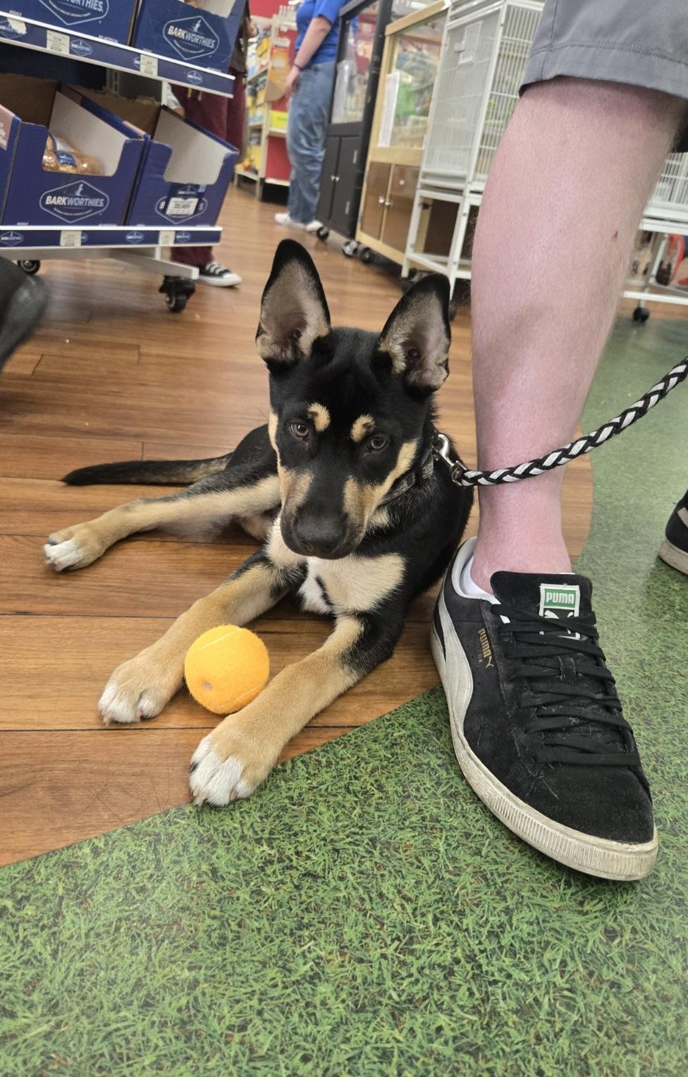 Enlarge Puppy, an adopted mixed breed in Orlando, FL image 1/6