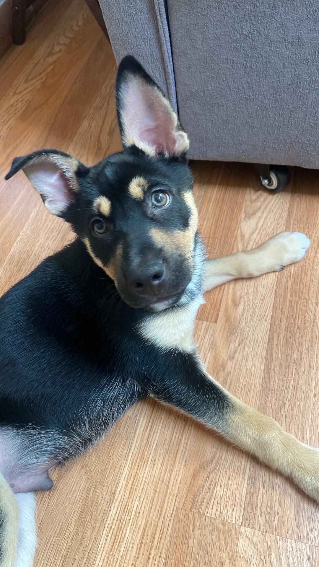 Enlarge Puppy, an adopted mixed breed in Orlando, FL image 5/6