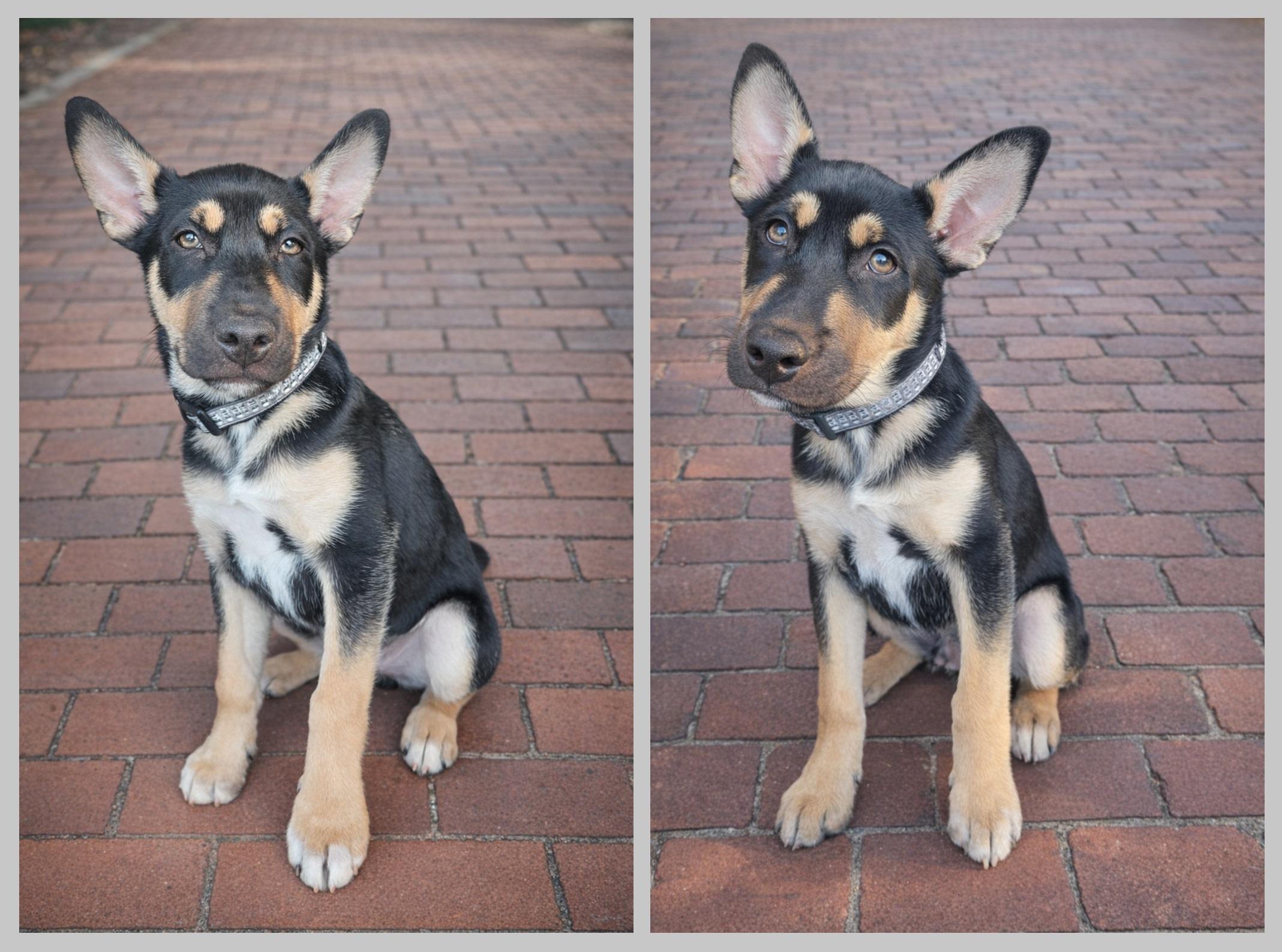 Enlarge Puppy, an adopted mixed breed in Orlando, FL image 2/6
