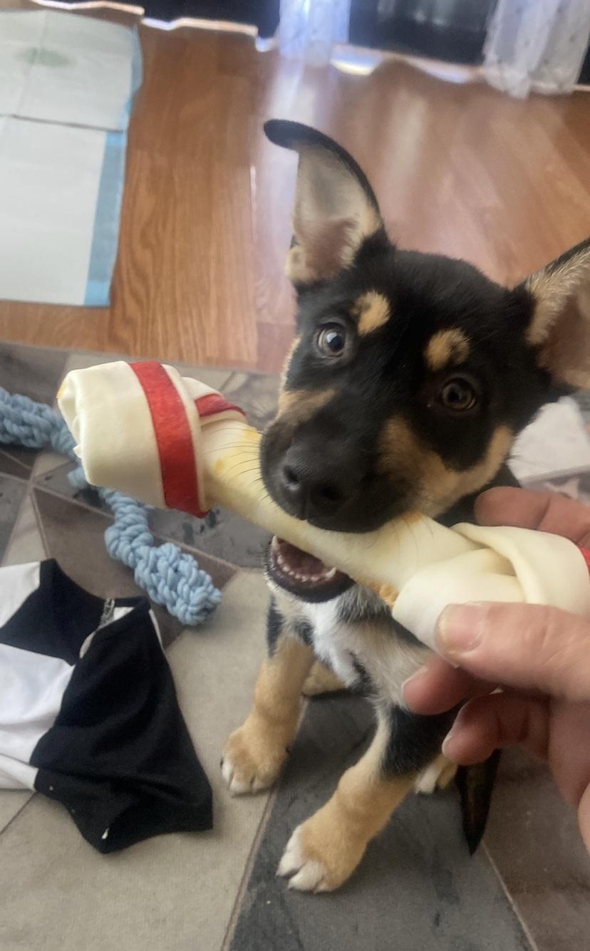 Enlarge Puppy, an adopted mixed breed in Orlando, FL image 6/6