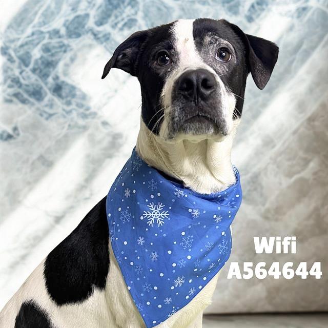 WIFI, Adoptable, Adult Male Labrador Retriever.