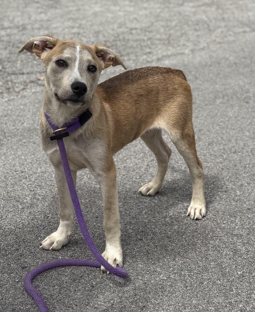 Ralphie (in a FOSTER home)