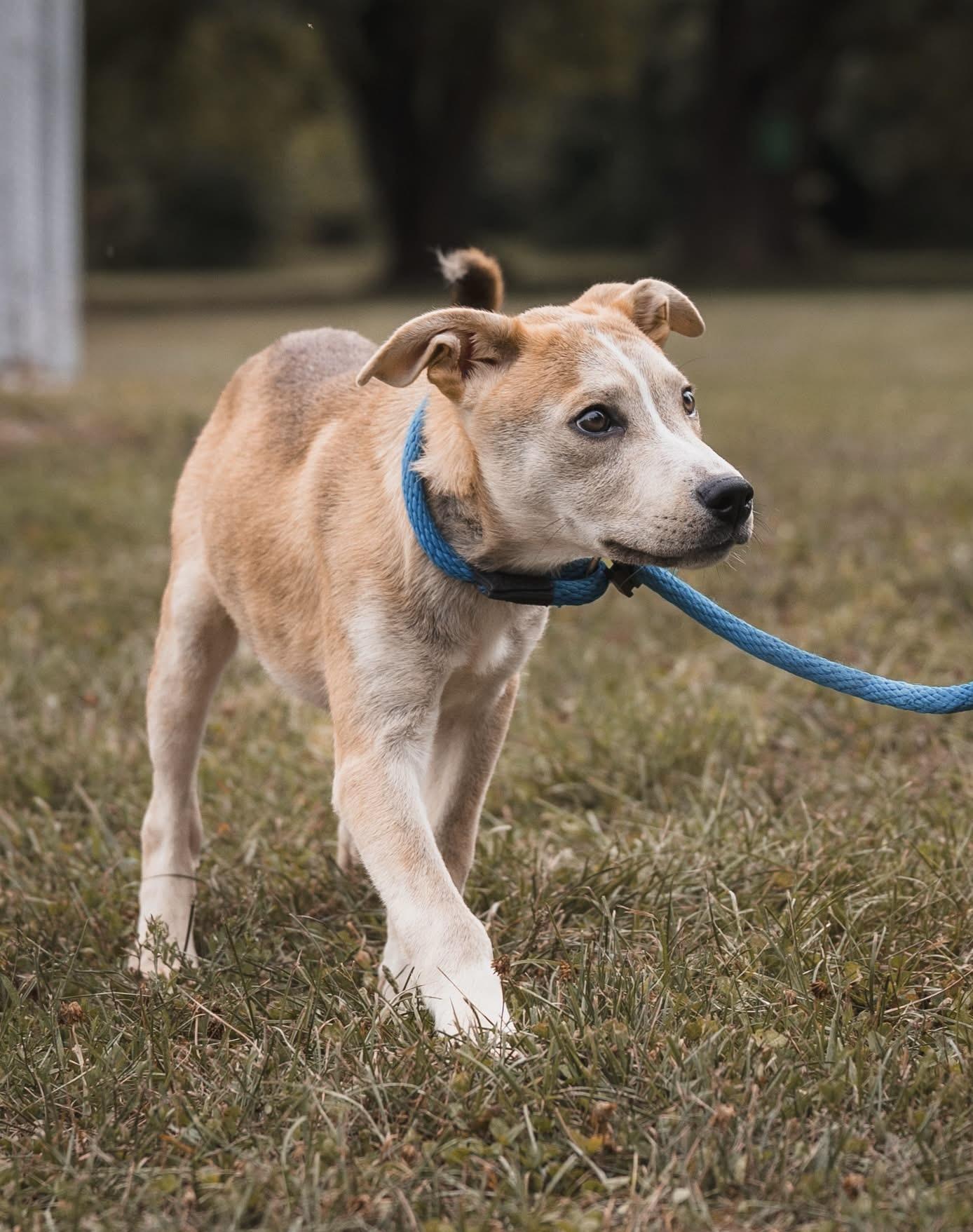 Enlarge Ralphie (in a FOSTER home), a Adoptable mixed breed in Springfield, IL image 1/3
