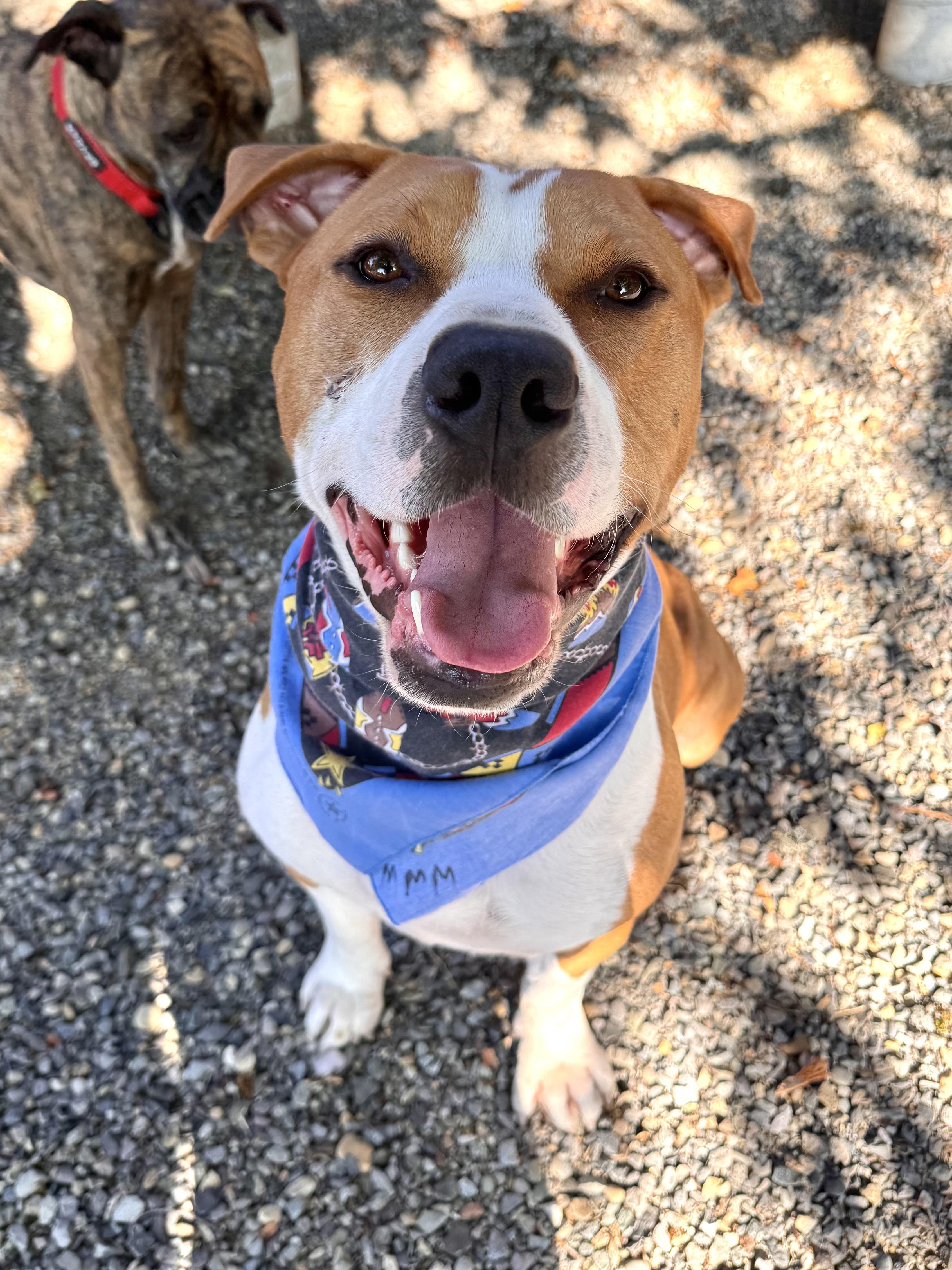 Dogs for Adoption Port Angeles: Find Your Furry Friend