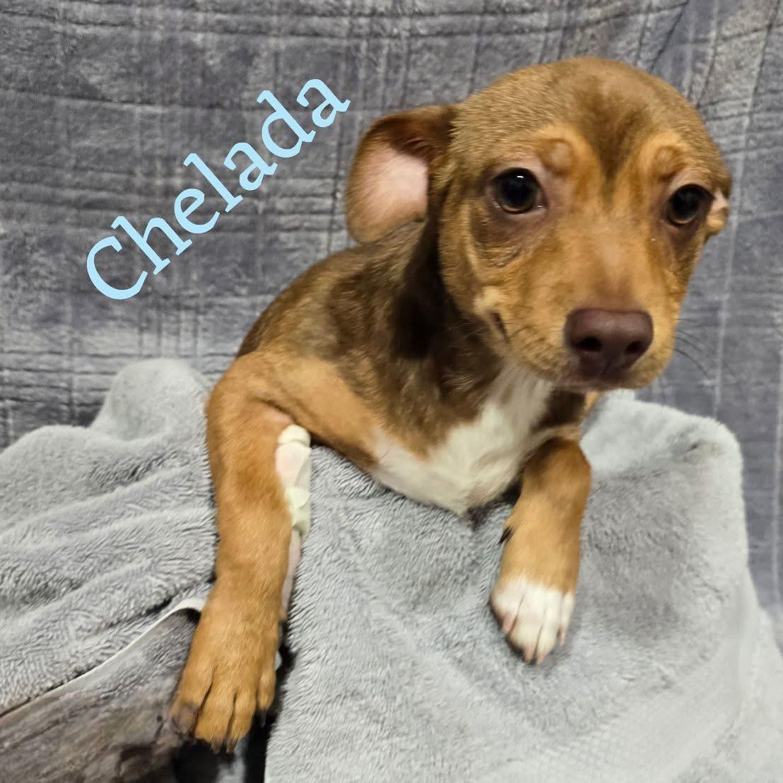 Chelada