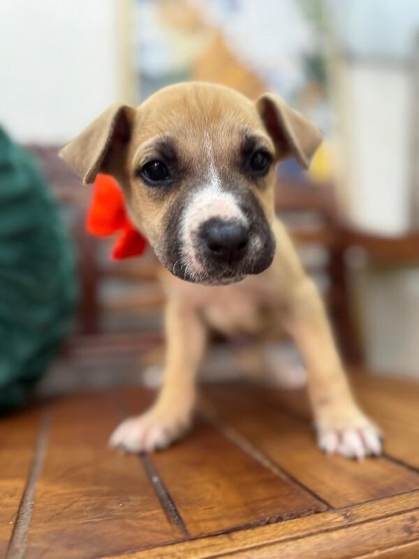 Jerry Joy — thumbnail 2